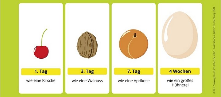 Der Magen eines Babys ist nach Geburt nur kirschengroß und am Ende des 1. Monats so groß wie ein Hühnerei.