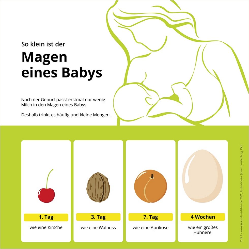 Nach der Geburt passt erst einmal nur wenig in den Magen eines Babys. Deshalb trinkt es häufig und kleine Mengen. Am 1. Tag ist der Magen so groß wie eine Kirsche, nach 4 Wochen wie ein Ei.