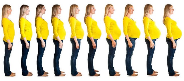 Frauenreihe mit wachsendem Schwangerenbauch