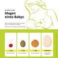 Nach der Geburt passt erst einmal nur wenig in den Magen eines Babys. Deshalb trinkt es häufig und kleine Mengen. Am 1. Tag ist der Magen so groß wie eine Kirsche, nach 4 Wochen wie ein Ei.